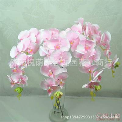 【蝴蝶兰真花装饰花假花绢花批发仿真植物特价热销】济南槐荫天合九园花卉商行 - 产品库